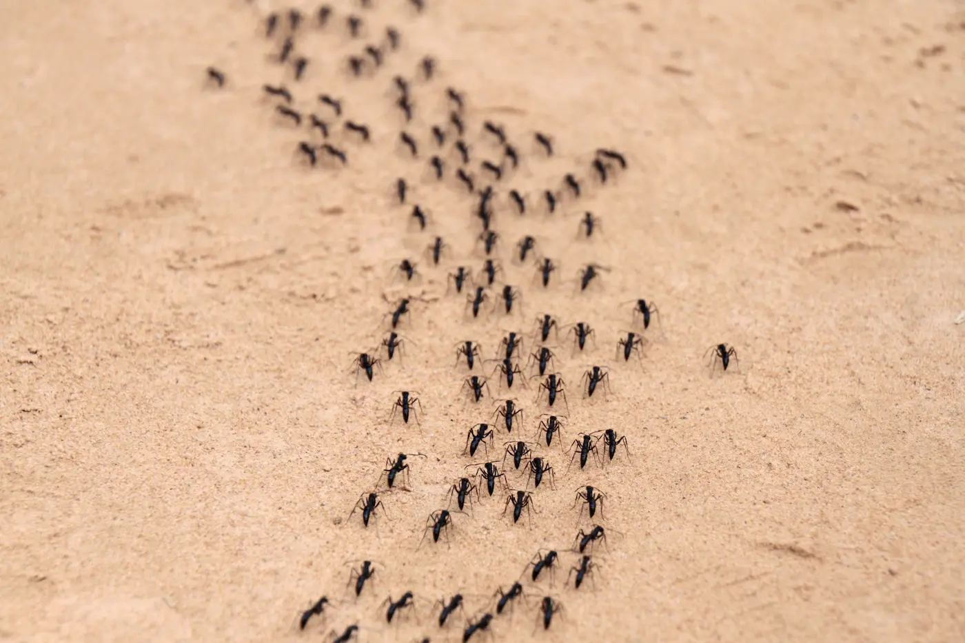 groups of ants along ground