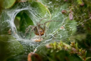 funnel spider in web