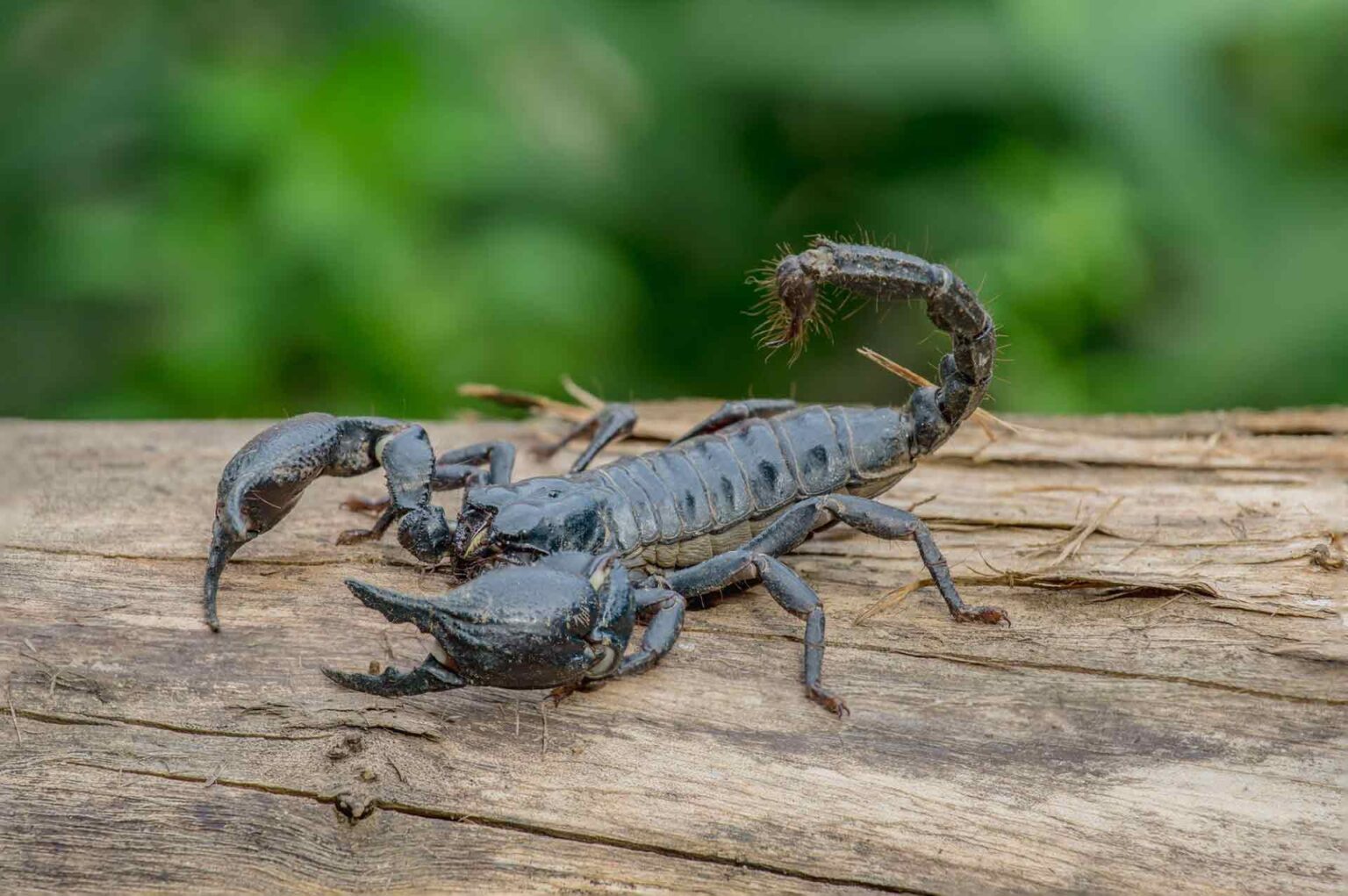 Scorpion Control Near Me